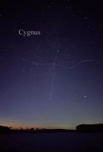 Cygnus, Lyra